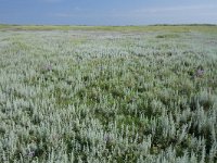 Artemisia maritima 43, Zeealsem, Saxifraga-Dirk Hilbers