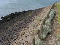 Artemisia maritima 15, Zeealsem, Saxifraga-Ed Stikvoort