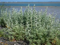 Artemisia maritima 17, Zeealsem, Saxifraga-Ed Stikvoort