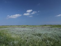 Artemisia maritima 19, Zeealsem, Saxifraga-Dirk Hilbers