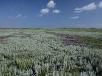 Artemisia maritima 21, Zeealsem, Saxifraga-Dirk Hilbers