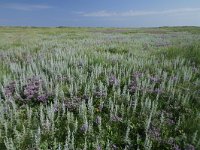 Artemisia maritima 40, Zeealsem, Saxifraga-Dirk Hilbers