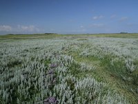 Artemisia maritima 41, Zeealsem, Saxifraga-Dirk Hilbers