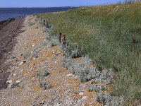 Artemisia maritima 7, Zeealsem, Saxifraga-Peter Meininger