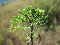 Artemisia paniculata 2, Saxifraga-Jasenka Topic