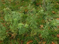 Artemisia verlotiorum 10, Herfstalsem, Saxifraga-Ed Stikvoort