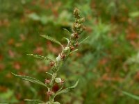 Artemisia verlotiorum 11, Herfstalsem, Saxifraga-Ed Stikvoort