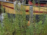 Artemisia verlotiorum 12, Herfstalsem, Saxifraga-Ed Stikvoort