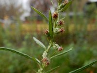 Artemisia verlotiorum 13, Herfstalsem, Saxifraga-Ed Stikvoort