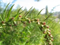 Artemisia verlotiorum 2, Herfstalsem, Saxifraga-Rutger Barendse
