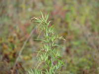 Artemisia verlotiorum 3, Herfstalsem, Saxifraga-Jasenka Topic