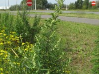 Artemisia verlotiorum 5, Herfstalsem, Saxifraga-Rutger Barendse