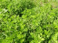 Artemisia verlotiorum 7, Herftsalsem, Saxifraga-Rutger Barendse