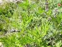 Artemisia verlotiorum 8, Herftsalsem, Saxifraga-Rutger Barendse