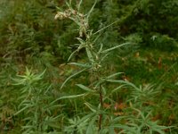 Artemisia verlotiorum 9, Herfstalsem, Saxifraga-Ed Stikvoort