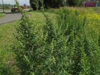 Artemisia verlotiorum 4, Herfstalsem, Saxifraga-Rutger Barendse