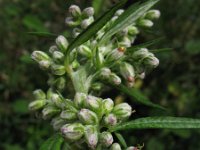 Artemisia vulgaris,  Common Wormwood