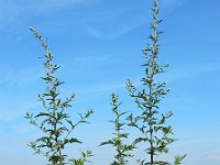 Artemisia vulgaris 16, Bijvoet, Saxifraga-Ed Stikvoort