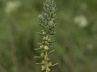 Arthrocnemum glaucum 5, Saxifraga-Willem van Kruijsbergen