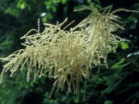 Aruncus dioicus 25, Saxifraga-Jan van der Straaten