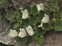 Asarina procumbens 5, Saxifraga-Willem van Kruijsbergen