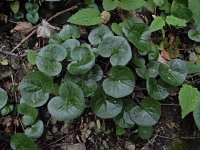 Asarum europaeum 22, Mansoor, Saxifraga-Ed Stikvoort