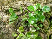 Asarum europaeum 30, Mansoor, Saxifraga-Hans Grotenhuis