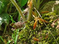 Asarum europaeum 31, Mansoor, Saxifraga-Hans Grotenhuis