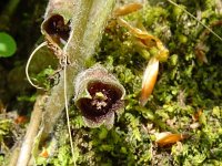 Asarum europaeum 32, Mansoor, Saxifraga-Hans Grotenhuis