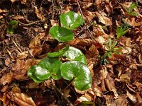 Asarum europaeum 33, Mansoor, Saxifraga-Hans Grotenhuis