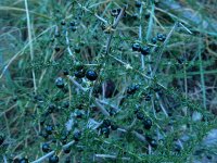 Asparagus acutifolius 10, Saxifraga-Ed Stikvoort : Els Arcs