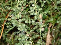 Asparagus acutifolius 2, Saxifraga-Jasenka Topic