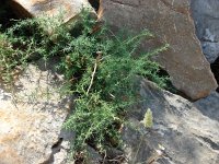 Asparagus acutifolius 4, Saxifraga-Jasenka Topic