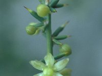 Asparagus acutifolius 6, Saxifraga-Jan van der Straaten