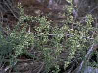 Asparagus acutifolius 7, Saxifraga-Jan van der Straaten