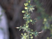 Asparagus acutifolius 8, Saxifraga-Jan van der Straaten