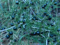 Asparagus acutifolius 9, Saxifraga-Ed Stikvoort : Els Arcs