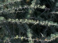 Asparagus albus 3, Saxifraga-Jan van der Straaten