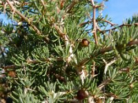 Asparagus albus 7, Saxifraga-Ed Stikvoort