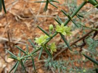 Asparagus aphyllus 13, Saxifraga-Ed Stikvoort