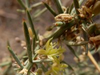 Asparagus aphyllus 4, Saxifraga-Ed Stikvoort