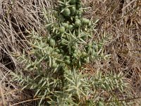 Asparagus aphyllus 5, Saxifraga-Ed Stikvoort