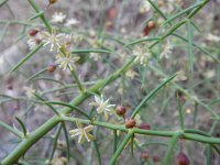 Asparagus horridus 2, Saxifraga-Ed Stikvoort