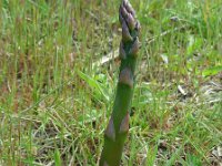Asparagus officinalis 23, Asperge, Saxifraga-Ed Stikvoort