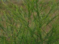 Asparagus officinalis 24, Asperge, Saxifraga-Hans Boll