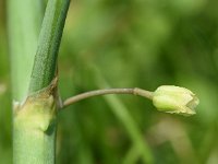 Asparagus officinalis ssp officinalis 32, Asperge, Saxifraga-Sonja Bouwman  806. Asperge - Asparagus officinalis ssp. officinalis - Asparagaceae familie (i)