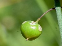 Asparagus officinalis ssp prostratus 36, Liggende asperge, Saxifraga-Sonja Bouwman  893. Liggende asperge - Asparagus officinalis ssp. prostratus - Asparagaceae familie (i)