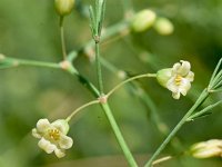 Asparagus officinalis ssp prostratus 38, Liggende asperge, Saxifraga-Sonja Bouwman  893. Liggende asperge - Asparagus officinalis ssp. prostratus - Asparagaceae familie (i)