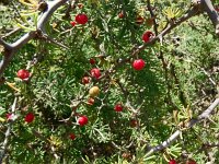 Asparagus pastorianus 3, Saxifraga-Hans Grotenhuis