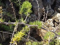 Asparagus pastorianus 5, Saxifraga-Hans Grotenhuis